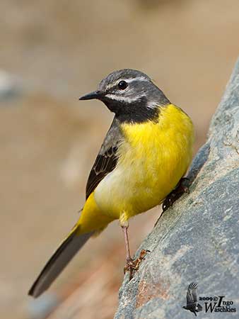 grey wagtail