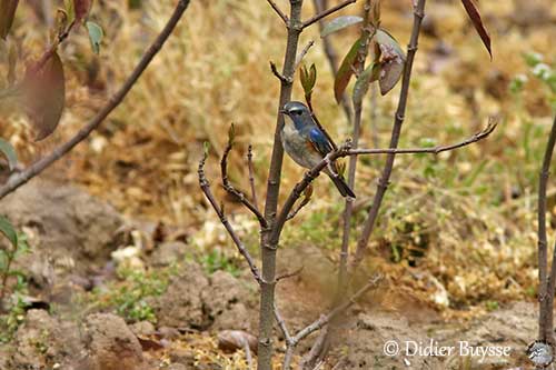 Red-flanked bluetail - Facts, Diet, Habitat & Pictures on