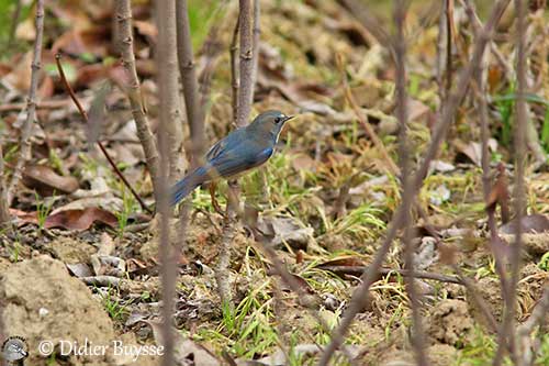 Brown and blue bird, female Red-flanked Bluetail (Tarsiger