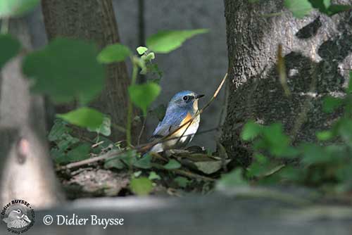 Brown and blue bird, female Red-flanked Bluetail (Tarsiger