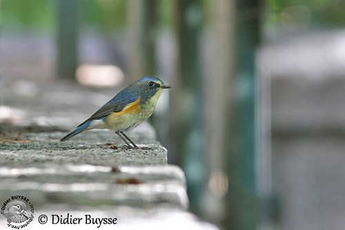 Red-flanked Bluetail, Starling and Thrushes