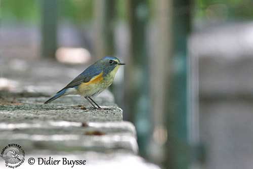 Red-flanked Bluetail or Orange-flanked Bush-Robin