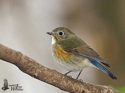 Red-flanked Bluetail