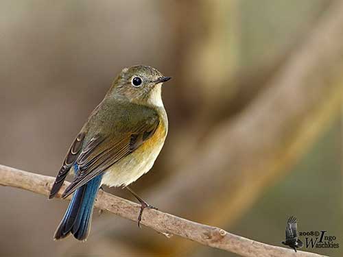 Birds - Red-flanked bluetail and nature tourism - Environmental