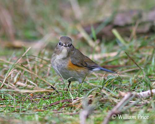 Red-flanked Bluetail or Orange-flanked Bush-Robin