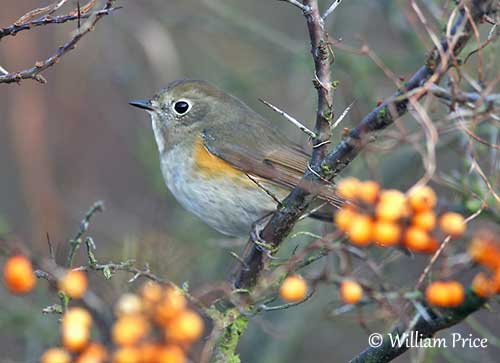 Birds - Red-flanked bluetail and nature tourism - Environmental