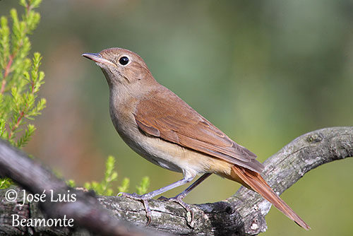 Common nightingale - Wikipedia