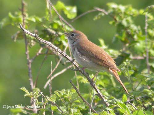 Common nightingale - Wikipedia