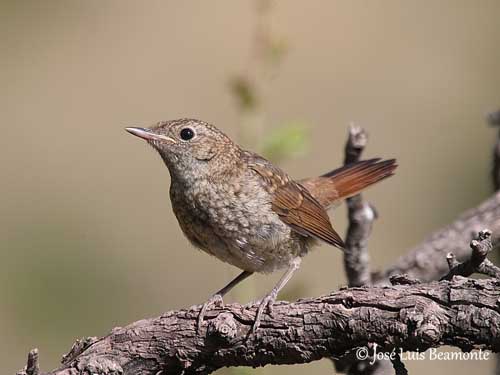 Common nightingale - Wikipedia