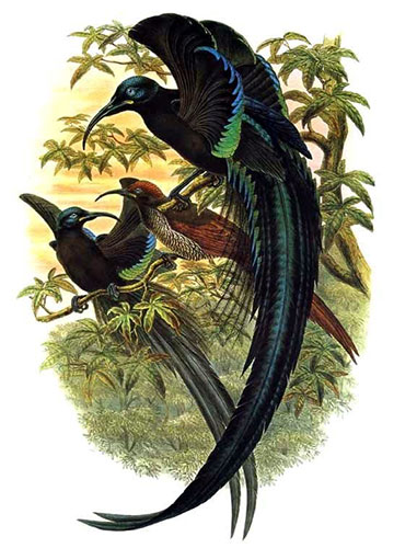 The Species – Birds-of-Paradise Project