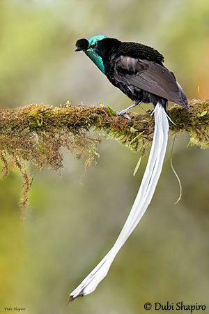 Ribbon-tailed Astrapia