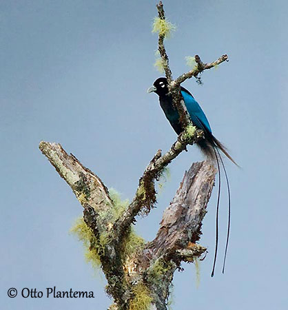 The Species – Birds-of-Paradise Project