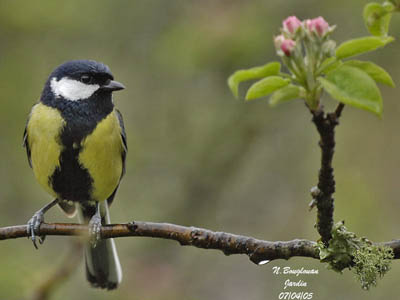 Great Tit