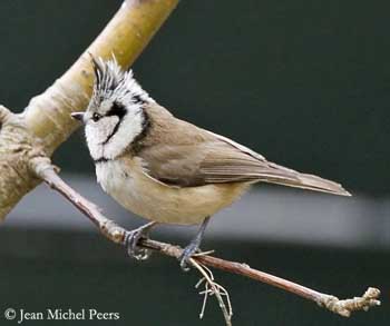 Appeau Mésange Huppée - Ornithologie - Oiseaux/Appeaux - oiseaux