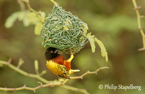 Grand nid de Tisserin sur socle