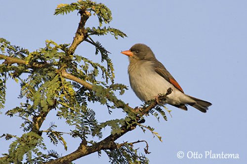 Grand nid de Tisserin sur socle