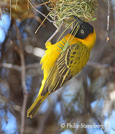 Oiseau Doré Beau Oiseau Tisserin D'or Asiatique Sur La