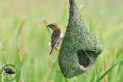 Grand nid de Tisserin sur socle