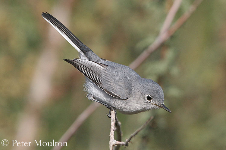 Blue-grey Gnatcatcher