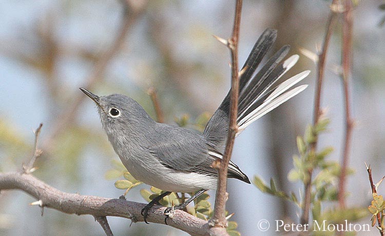 Cuban gnatcatcher - Wikipedia