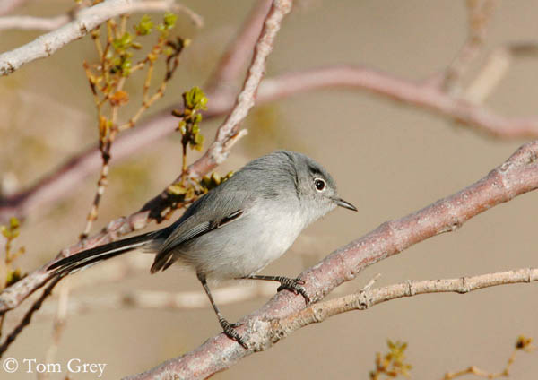 Black-tailed Gnatcatcher - Species Information and Photos