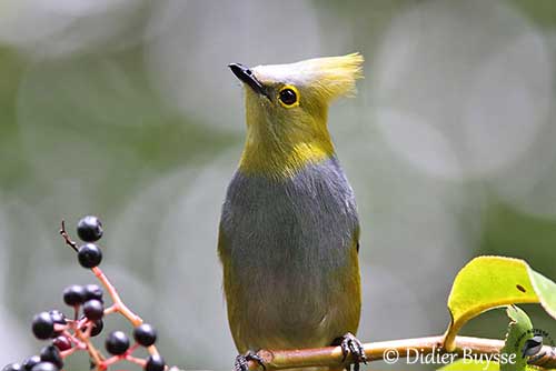 Long-tailed Silky-flycatcher