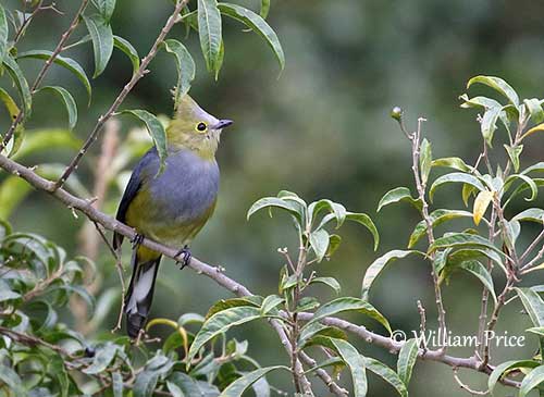 Long-tailed Silky-flycatcher