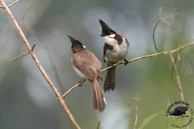 Red-whiskered bulbul - Wikipedia