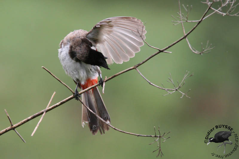 Bestået Bevægelse århundrede Red-whiskered Bulbul