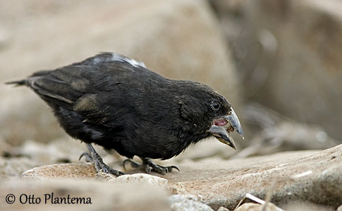 Généralités sur la reproduction des oiseaux