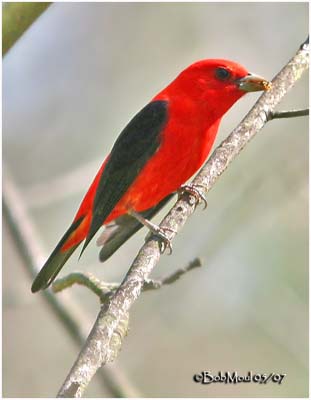 Scarlet Tanager