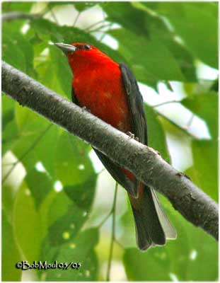 Scarlet Tanager Identification, All About Birds, Cornell Lab of Ornithology