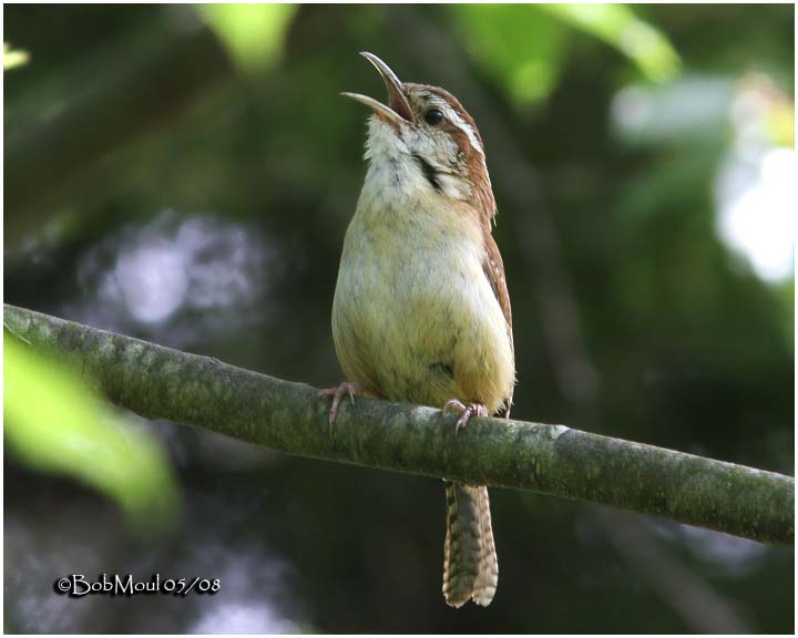 All about birds carolina wren 2025