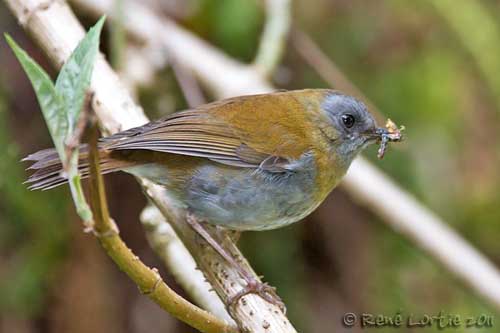 Black-billed nightingale-thrush - Wikiwand