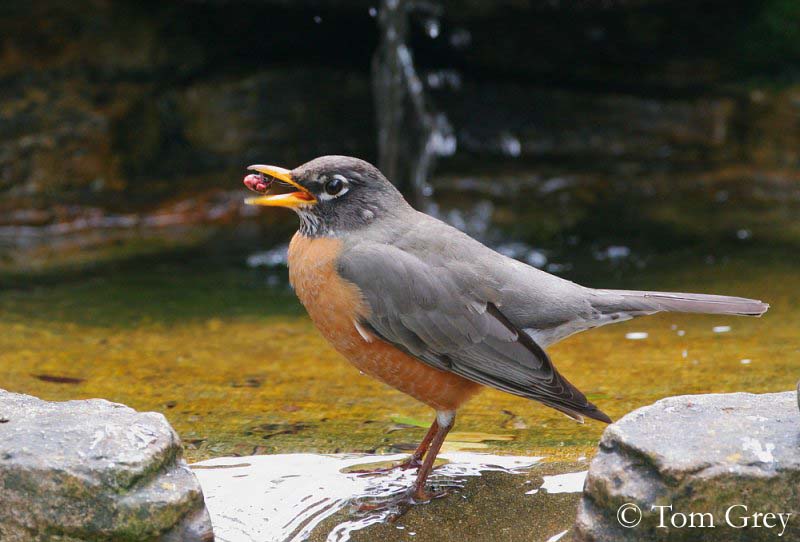 American Robin National Geographic