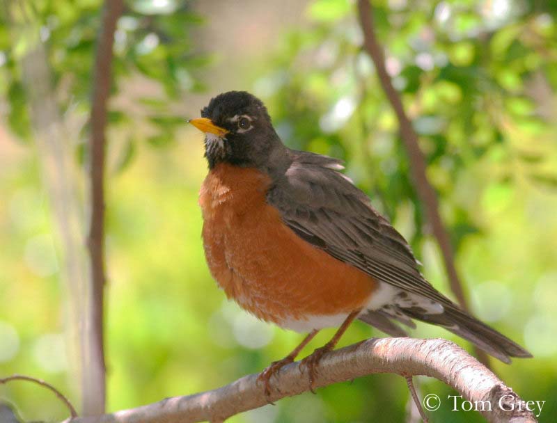 American Robin National Geographic