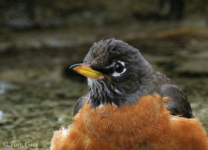 American Robin Overview, All About Birds, Cornell Lab of Ornithology