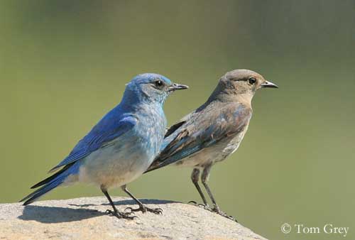 Oiseau Nevada Etats Animal BlueBird BILLET MILLION DOLLAR US MERLEBLEU Azuré 