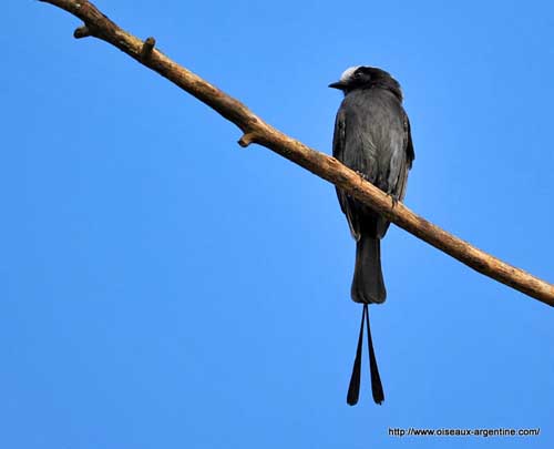 In Frence, #Longtail is called Longue Plume, which means