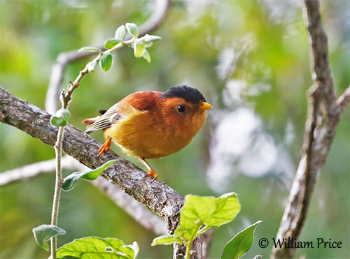 Red-capped Robin - eBird