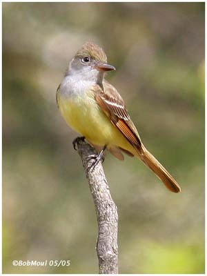 Great Crested Flycatcher Identification, All About Birds, Cornell Lab of  Ornithology