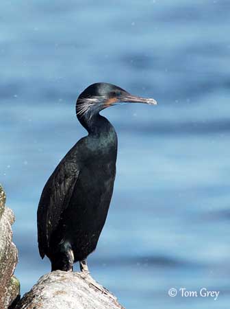 Stunning pic shows Chinese fisherman using cormorant seabirds to