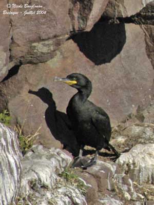 Cormoran huppé — Wikipédia