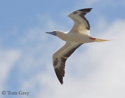 Smuk kandidatskole hensigt Red-footed Booby