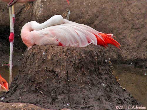 https://www.oiseaux-birds.com/phoenicopteriformes/phoenicopterides/dossier-famille-phoenicopterides/flamant-chili-nid-eaj.jpg