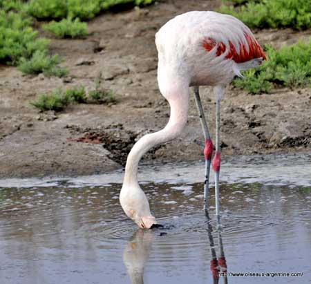 Flamingo, oiseaux