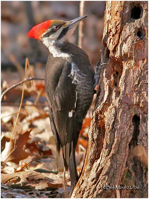All about hotsell birds pileated woodpecker