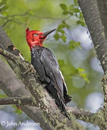 Magellanic Woodpecker
