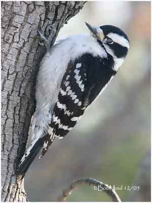 female and male downy woodpecker