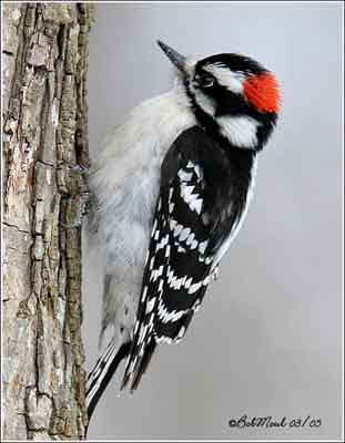 female and male downy woodpecker